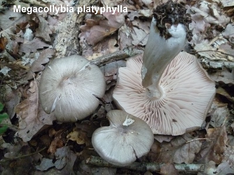 Megacollybia platyphylla-amf461.jpg - Megacollybia platyphylla ; Syn1: Collybia platyphylla ; Syn2: Oudemansiella platyphylla ; Nom français: Collybie à larges lames